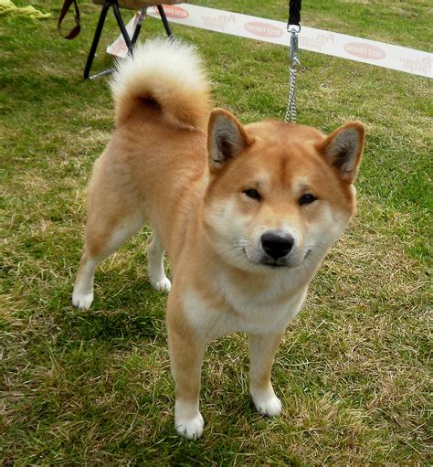 shiba inu photography|Shiba Inu Royalty